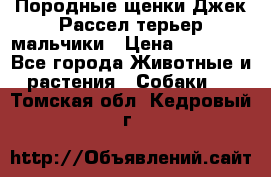 Породные щенки Джек Рассел терьер-мальчики › Цена ­ 40 000 - Все города Животные и растения » Собаки   . Томская обл.,Кедровый г.